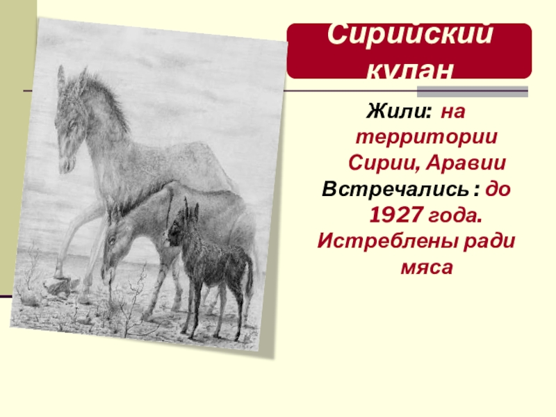 Презентация по биологии Классификация животных Сирийский куланЖили: на территории Сирии, АравииВстречались : до 1927 года.Истреблены ради Сирийский куланЖили: на территории Сирии, АравииВстречались : до 1927 года.Истреблены ради мяса