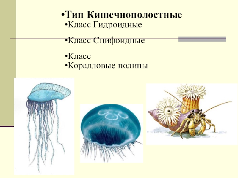 Презентация по биологии Классификация животных