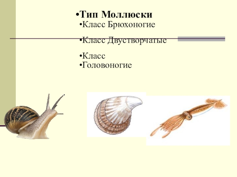 Презентация по биологии Классификация животных