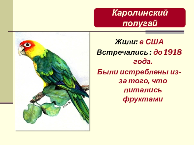 Презентация по биологии Классификация животных Каролинский попугайЖили: в СШАВстречались : до 1918 года.Были истреблены из-за того, Каролинский попугайЖили: в СШАВстречались : до 1918 года.Были истреблены из-за того, что питались фруктами