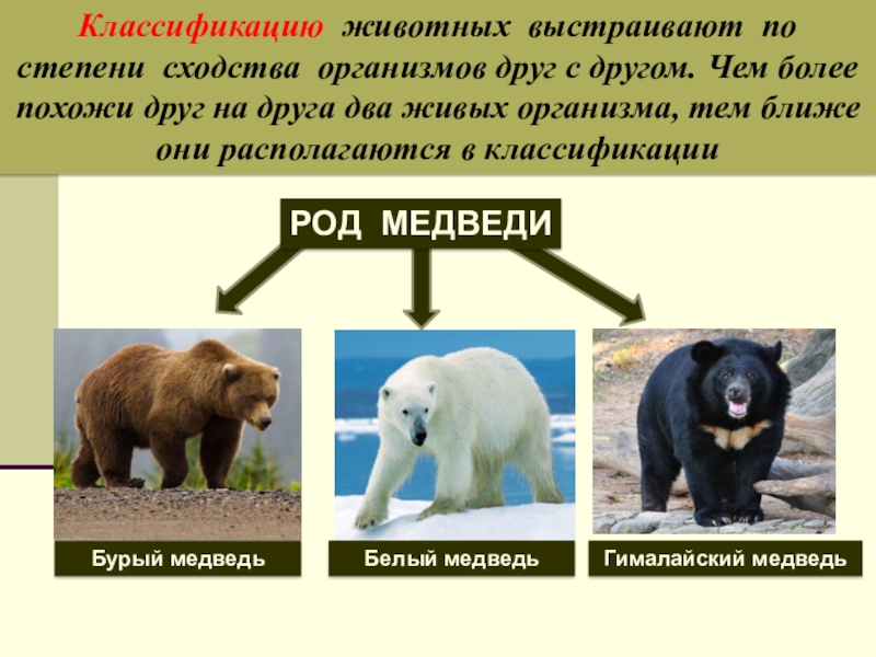 Презентация по биологии Классификация животных Классификацию животных выстраивают по степени сходства организмов друг с другом. Чем Классификацию животных выстраивают по степени сходства организмов друг с другом. Чем более похожи друг на друга два