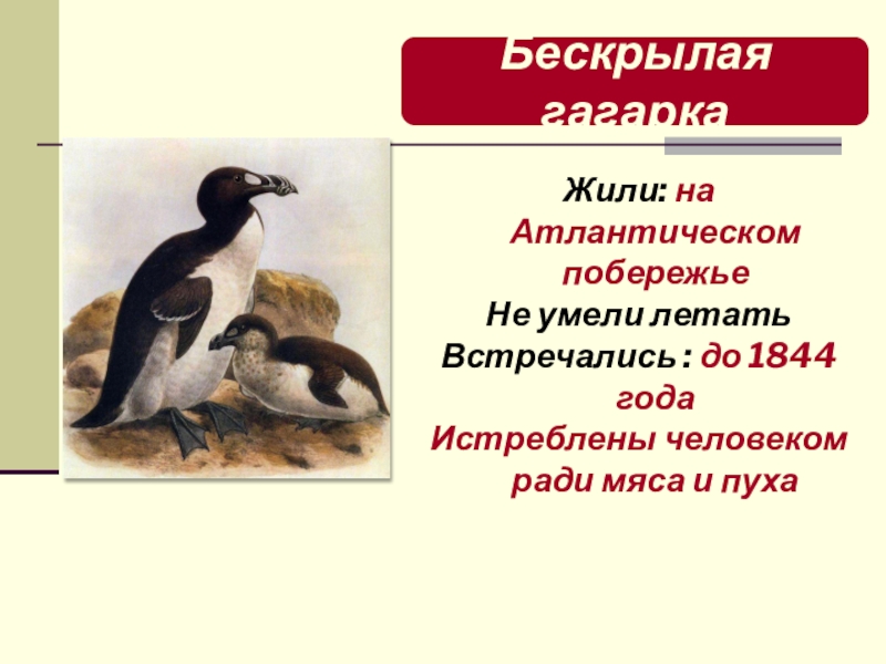 Презентация по биологии Классификация животных Бескрылая гагаркаЖили: на Атлантическом побережьеНе умели летатьВстречались : до 1844 года Бескрылая гагаркаЖили: на Атлантическом побережьеНе умели летатьВстречались : до 1844 года Истреблены человеком ради мяса и пуха