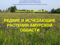 Презентация Редкие растения Амурской области