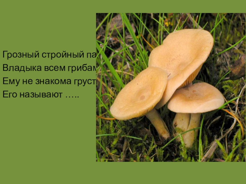 Презентация к уроку по литературному чтению В.Д.Берестов Хитрые грибы Грозный стройный панВладыка всем грибам,Ему не знакома грустьЕго называют ….. Грозный стройный панВладыка всем грибам,Ему не знакома грустьЕго называют …..