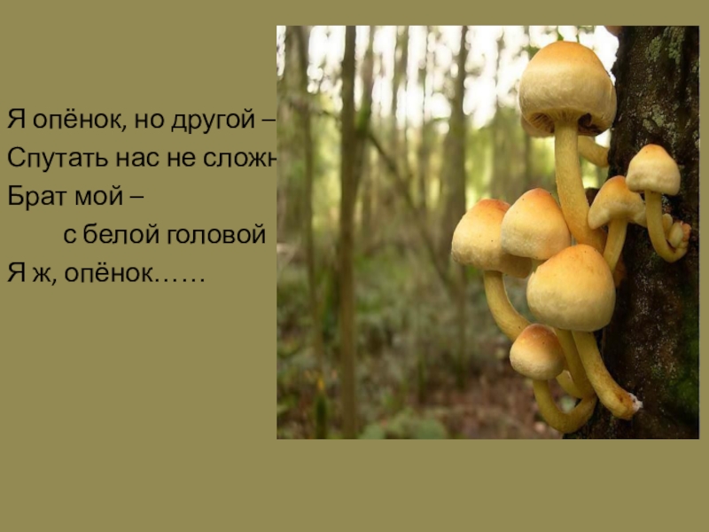Презентация к уроку по литературному чтению В.Д.Берестов Хитрые грибы Я опёнок, но другой –Спутать нас не сложно:Брат мой – Я опёнок, но другой –Спутать нас не сложно:Брат мой – с белой головойЯ