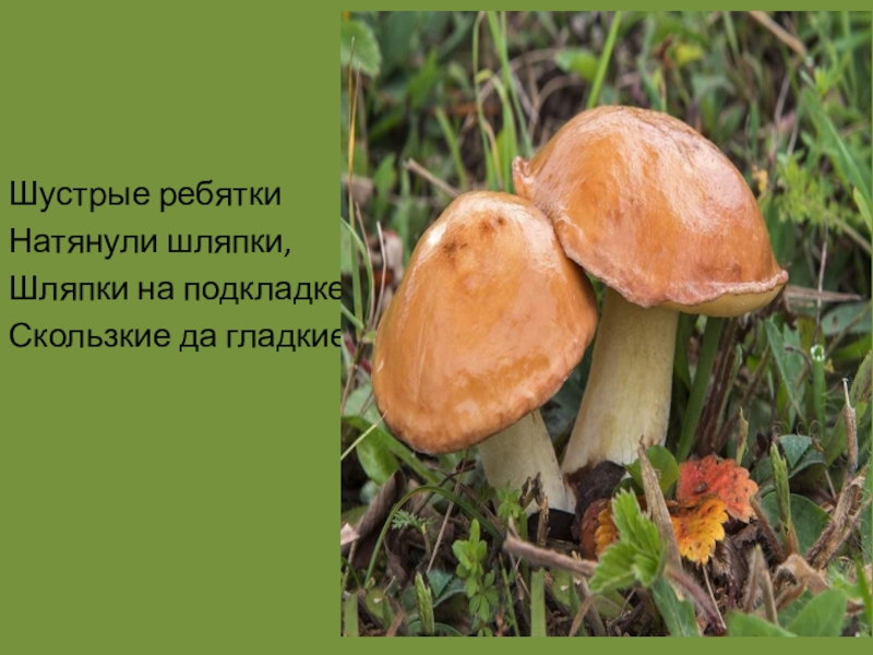 Презентация к уроку по литературному чтению В.Д.Берестов Хитрые грибы Шустрые ребяткиНатянули шляпки,Шляпки на подкладкеСкользкие да гладкие. Шустрые ребяткиНатянули шляпки,Шляпки на подкладкеСкользкие да гладкие.