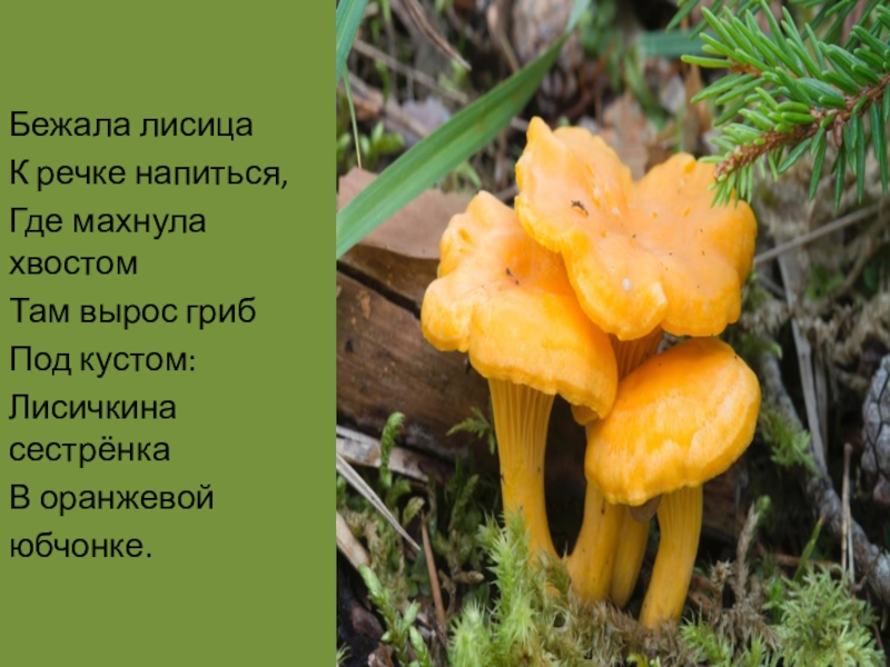 Презентация к уроку по литературному чтению В.Д.Берестов Хитрые грибы Бежала лисицаК речке напиться,Где махнула хвостомТам вырос грибПод кустом:Лисичкина сестрёнкаВ оранжевойюбчонке. Бежала лисицаК речке напиться,Где махнула хвостомТам вырос грибПод кустом:Лисичкина сестрёнкаВ оранжевойюбчонке.