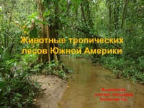 Презентация по географии в 8 классе на тему Южная Америка. Животные тропического леса