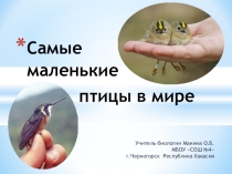 Презентация Самые маленькие птицы в мире