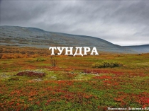 Презентация по теме Тундра