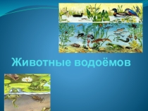 Презентация Животные водоёмов 4 класс