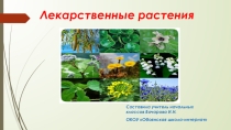 Презентация по миру природы и человека Лекарственные растения