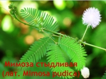 Презентация по окружающему миру Мимоза стыдливая