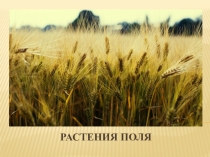 Презентация Растения поля (7 класс)