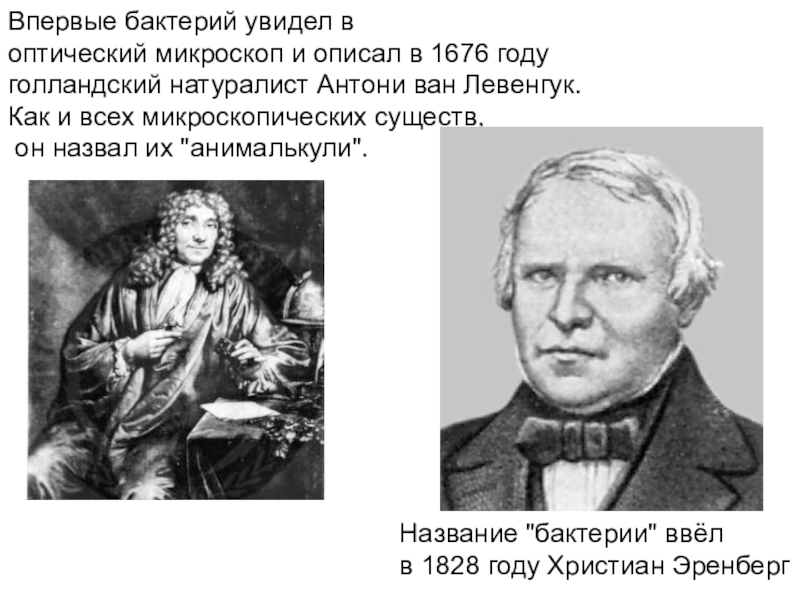 Презентация к уроку Бактерии 5 класс Впервые бактерий увидел в оптический микроскоп и описал в 1676 году Впервые бактерий увидел в оптический микроскоп и описал в 1676 году голландский натуралист Антони ван Левенгук. Как