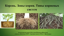 Учебная презентация Корень. Зоны корня. Типы корневых систем