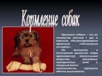 Презентация Кормление собак для ветеринарных колледжей