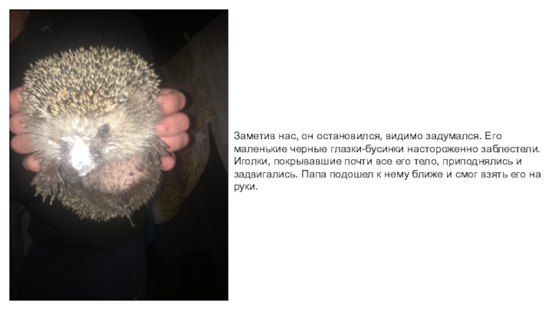 Проект Момент Детства 3 класс Заметив нас, он остановился, видимо задумался. Его маленькие черные глазки-бусинки настороженно Заметив нас, он остановился, видимо задумался. Его маленькие черные глазки-бусинки настороженно заблестели. Иголки, покрывавшие почти все его