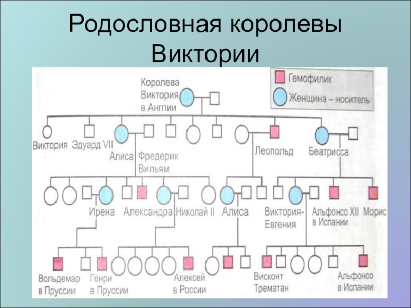 Генетическая родословная схема пример