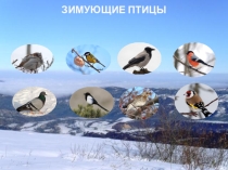 Презентация по познанию мираЗимующие птицы
