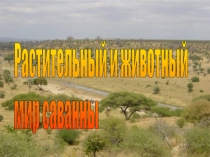Презентация по познавательному развитию на тему Саванна (подготовительная группа)