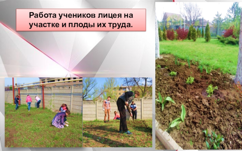 Школьный парк Гранит Науки Работа учеников лицея на участке и плоды их труда. Работа учеников лицея на участке и плоды их труда.