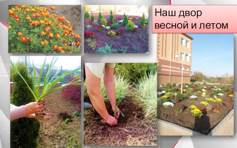 Школьный парк Гранит Науки Наш двор весной и летом Наш двор весной и летом