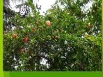 Презентация к уроку Основы здоровья