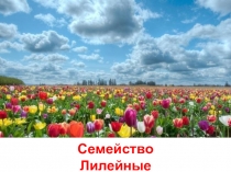 Презентация по теме Семейство Лилейные