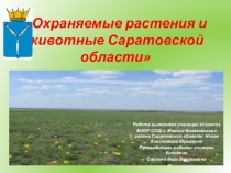 Презентация Охраняемые растения и животные Саратовской области