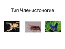 Презентация по биологии 7 класс Членистоногие