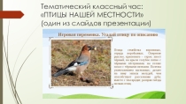 Работа творческой лаборатории Юные орнитологи