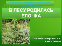 Презентация В лесу родилась елочка
