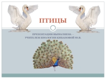 Презентация Птицы 8 класс