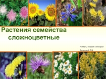 Презентация по биологии Сложноцветные