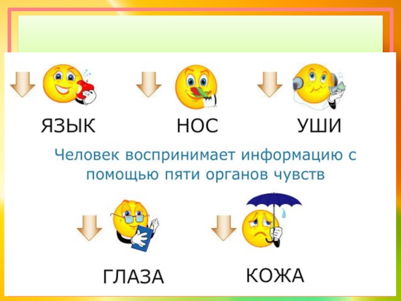 Органы чувств 5 класс 8 вид природоведение презентация