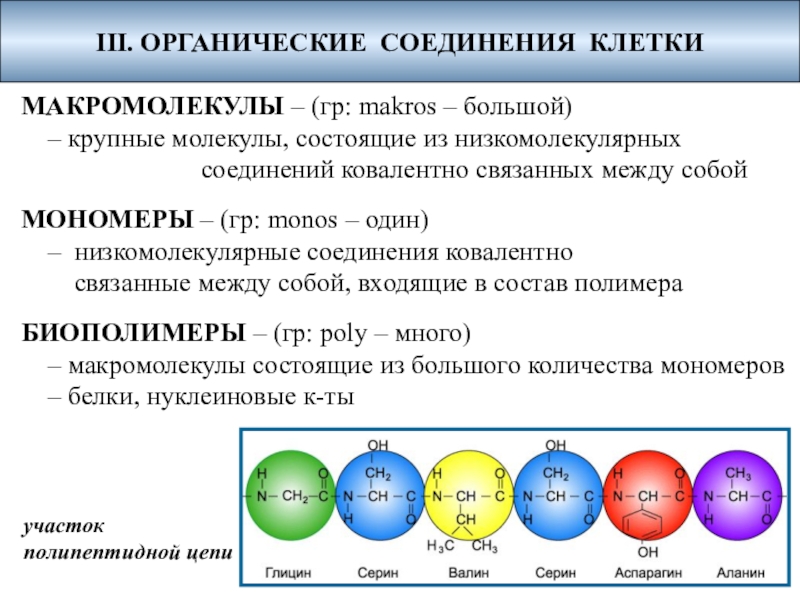 Презентация по биологии на тему Химический состав клетки (10 класс) III. ОРГАНИЧЕСКИЕ СОЕДИНЕНИЯ КЛЕТКИ МАКРОМОЛЕКУЛЫ – (гр: makros – большой) III. ОРГАНИЧЕСКИЕ СОЕДИНЕНИЯ КЛЕТКИ МАКРОМОЛЕКУЛЫ – (гр: makros – большой) – крупные молекулы, состоящие из