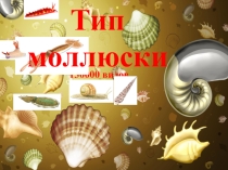 Презентация по биологии на тему Маллюски