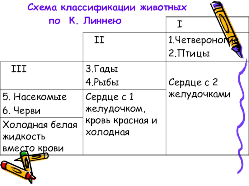 История Додарвинского периода Схема классификации животных по К. Линнею Схема классификации животных по К. Линнею