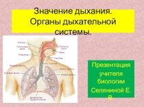 Презентация по биологии на тему Значение дыхания. Органы дыхательной системы.