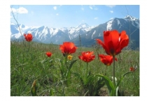 Презентация к занятиюБез углов и без дверей стоит дом среди степейсредняя группа