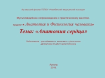 Презентация по анатомии и физиологии человека Анатомия сердца