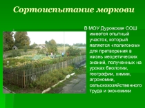 Творческий проект на тему Сортоиспытание моркови