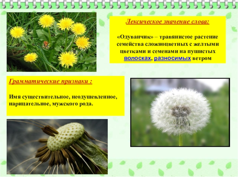 Значение слова цветок. Одуванчик значение цветка. Предложение про одуванчик. Лексическое значение одуванчик. Предложение со словом одуванчик.