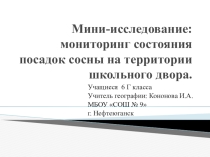 Презентация по географии на тему Мини-исследование: мониторинг состояния посадок сосны на территории школьного двора