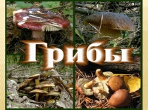 Презентация по биологии 6 класс Грибы