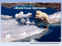 Животные Арктики