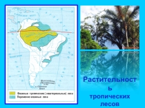 Презентация по географии Растительность тропических лесов 8 класс