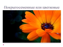 Презентация по биологии на тему Покрытосеменные (5 класс)