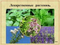 Презентация по природоведению на тему Лекарственные растения (школа для обучающихся с ОВЗ, 5 класс)